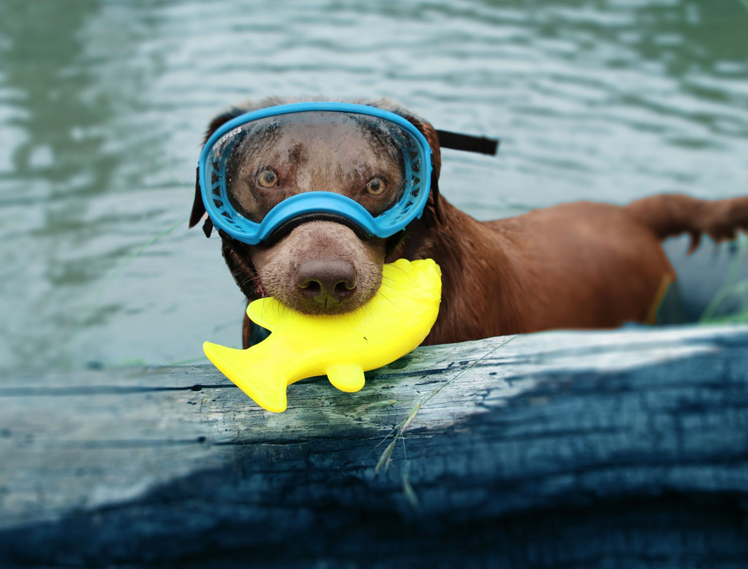 Ruff-Dawg-Flying-Fish-dog1